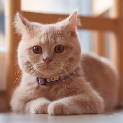 Reflective Cat Collar with Safety Buckle and Removable Bell Cat Collar Kitten Collar Teal Cat Collar One Size